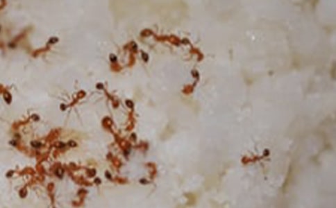 蚂蚁窝中的米粒作文