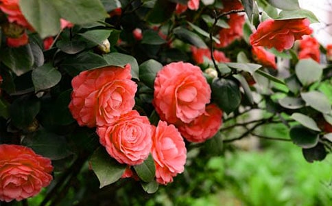 山茶花三年级作文300字(通用48篇)