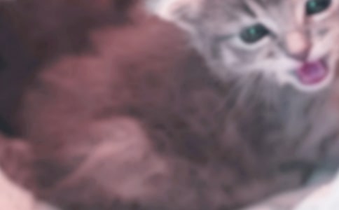 马虎的小猫六年级作文