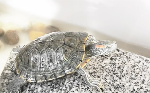 我家的三只小乌龟作文