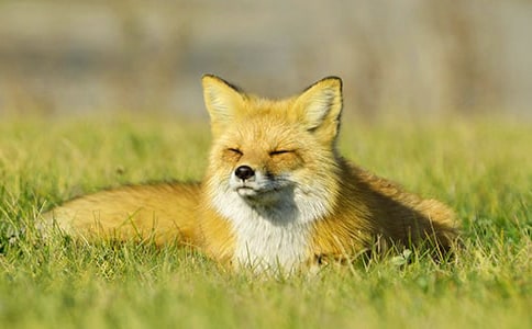 老虎和狐狸作文