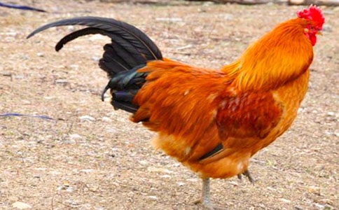 公鸡和猫换工作的作文300字