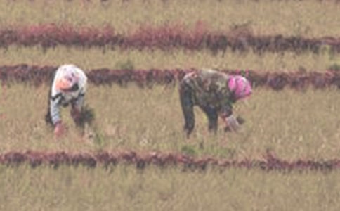 插秧小学叙事作文