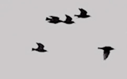 小鸟天堂快乐一日游小学生作文