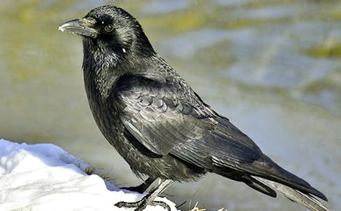 化作乌鸦来反哺写人作文