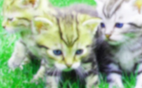 神奇的小猫400字作文范文