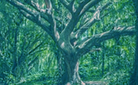 啄木鸟与大树作文15篇