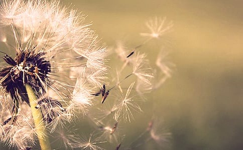 蒲公英三年级优秀作文(精选25篇)