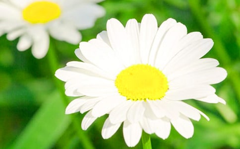 菊花写物作文(精选50篇)