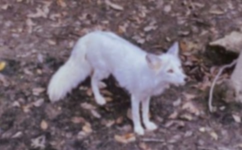 续写狐狸与乌鸦作文