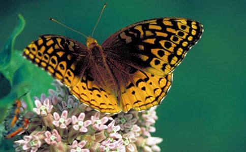 蝴蝶的启示五年级作文