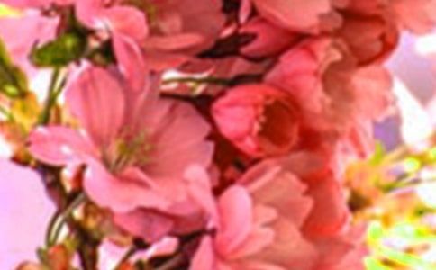 开在记忆深处的花朵小学生优秀作文