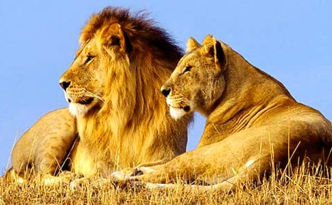 狮子和蚊子想象作文