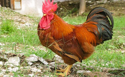 小老鼠小公鸡和猫作文