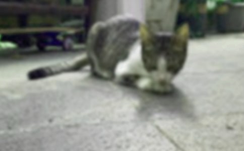 我最喜欢的小猫优秀作文