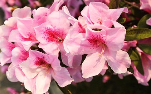 描写杜鹃花的优美段落(精选70句)