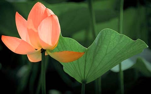 写荷花的好词好句好段