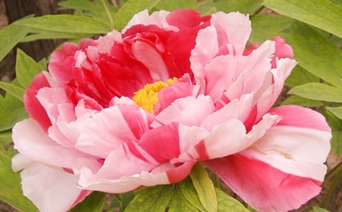 关于描写牡丹花的优美段落