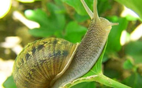 蜗牛的哲理故事