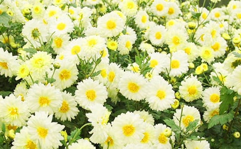 有关描写菊花的优美段落