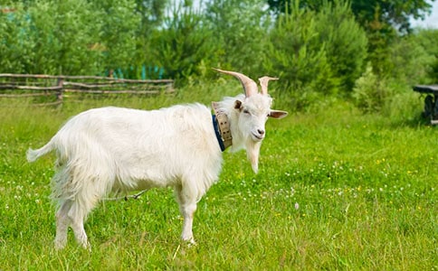 一个农夫进城卖驴和山羊哲理故事