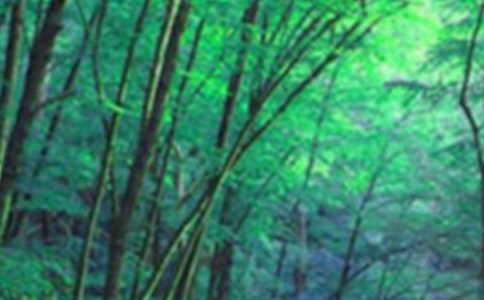 森林的启示哲理故事