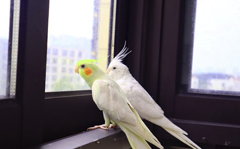 描写鹦鹉的优美段落