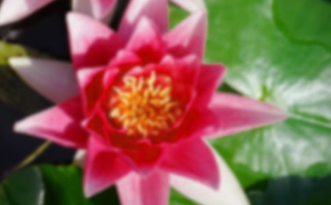 荷花的好词好句好段摘抄