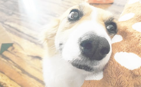 描写小狗的好词好句好段