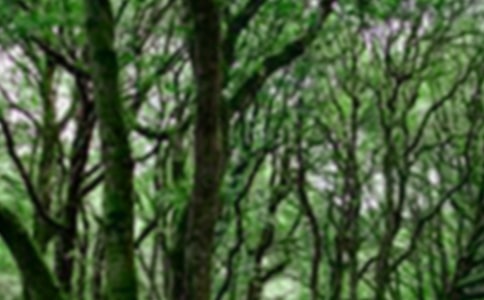 森林报夏好词好句好段摘抄