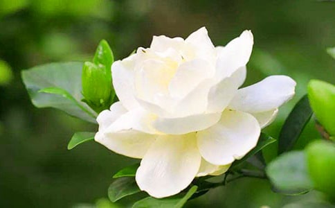 描写栀子花的优美段落