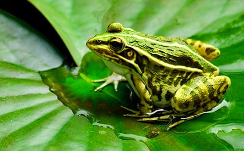 青蛙与蝗虫哲理故事