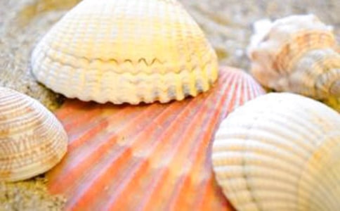 形容贝壳的好词好句好段摘抄