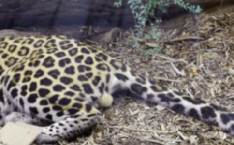 巨蟒与豹子哲理故事