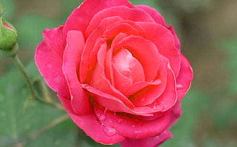 描写月季花优美的段落