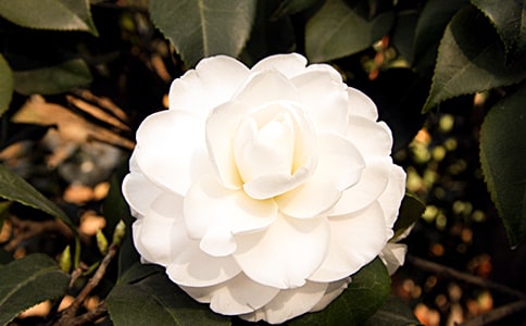 描写茶花的优美段落