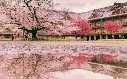 描写樱花的经典优美段落