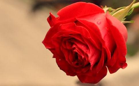 玫瑰花的好词好句好段