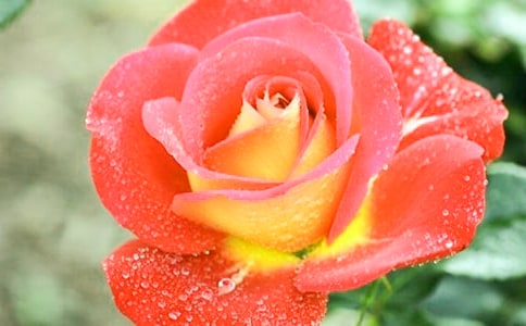 描写月季花的优美段落