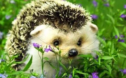 刺猬身上的果子睡前故事（精选13则）