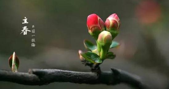 二十四节气立春的谚语大全_关于立春节气的谚语 二十四节气立春的谚语大全_关于立春节气的谚语