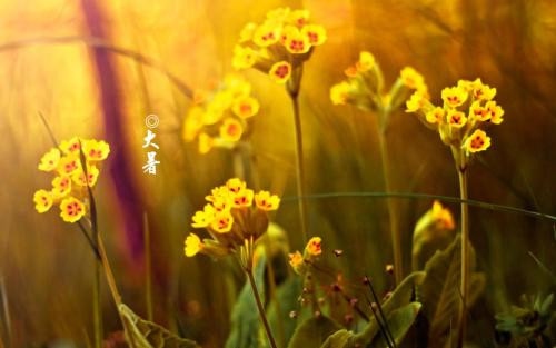 1591580617436904.jpg 关于大暑节气民间谚语大全