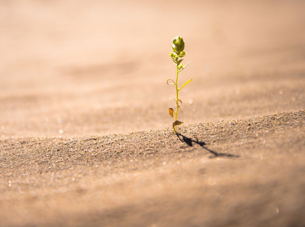 难忘的植树节作文5篇_植树节主题作文400字