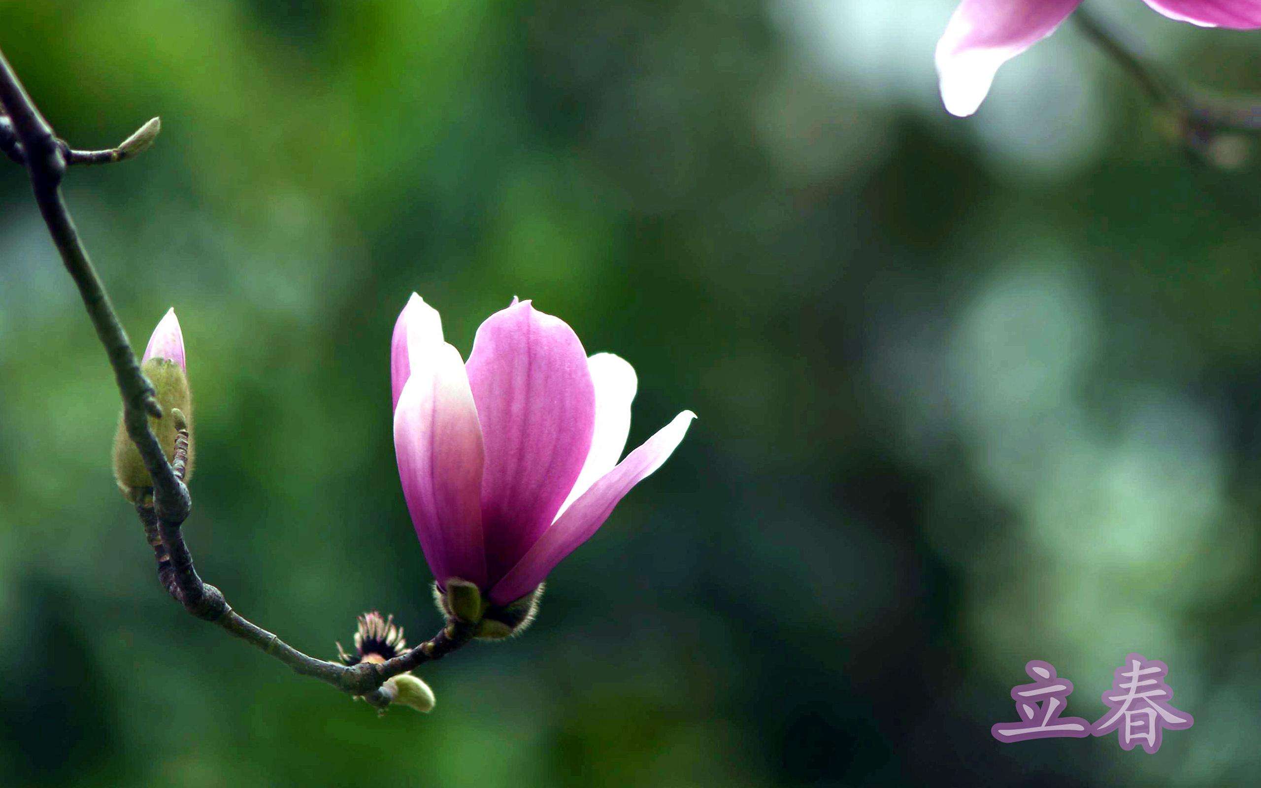 立春和春分有什么不同_立春和春分的不同之处是什么