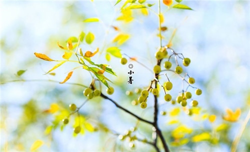 1591155576401626.jpg 关于小暑节气的经典谚语大全