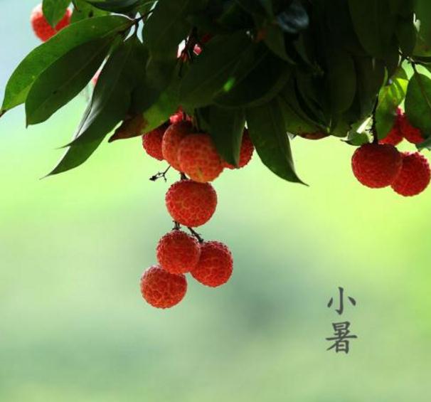 1593744484920485.jpg 小暑节气吃什么养生_小暑适合吃什么食物