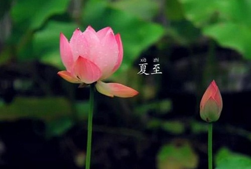 1591592746517204.jpg 二十四节气夏至的特点是什么