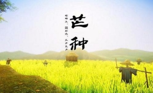 1589513453645127.jpg 芒种节气谚语大全_民间芒种节气的谚语